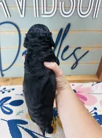 Aspen, a female Cavapoo for sale in Bogata, TX – 2 of 3