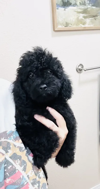 Bear  – Poodle - Toy  puppy for sale in Bogata, TX