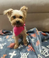 Puffin, a male Yorkipoo for sale in Bogata, TX – 2 of 5