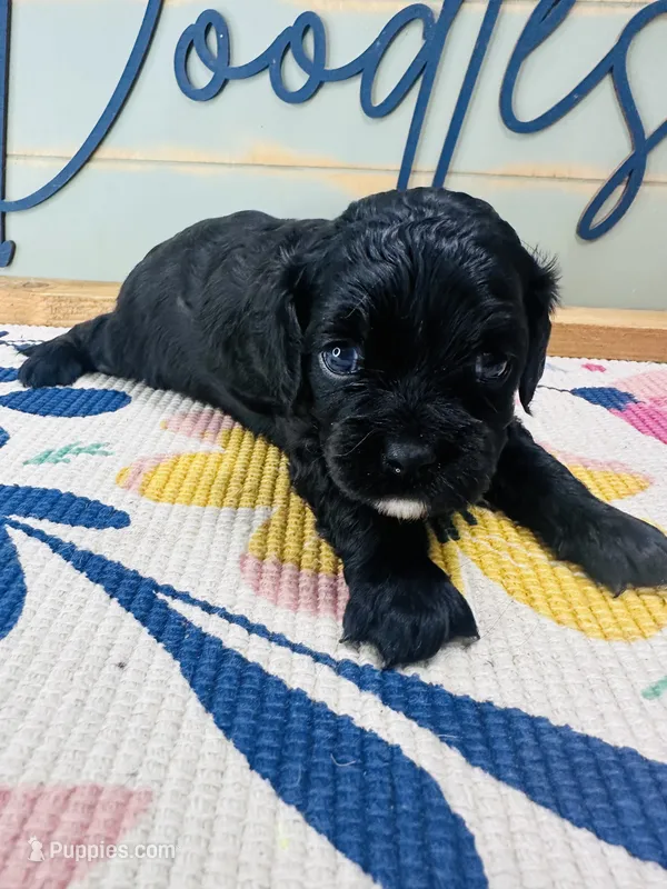 Aspen – Cavapoo puppy for sale in Bogata, TX