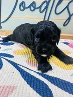 Aspen, a female Cavapoo for sale in Bogata, TX – 1 of 3