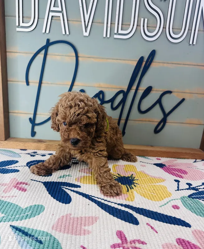 Chip – Poodle - Miniature  puppy for sale in Bogata, TX