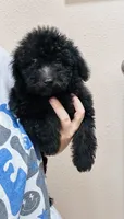 Buzz, a male Goldendoodle for sale in Bogata, TX – 2 of 9