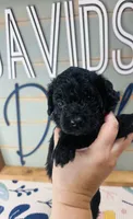 Rex, a male Goldendoodle for sale in Bogata, TX – 1 of 8