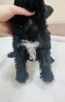 Puffin, a male Yorkipoo for sale in Bogata, TX – 8 of 9