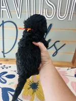 Hamm, a male Goldendoodle for sale in Bogata, TX – 7 of 7