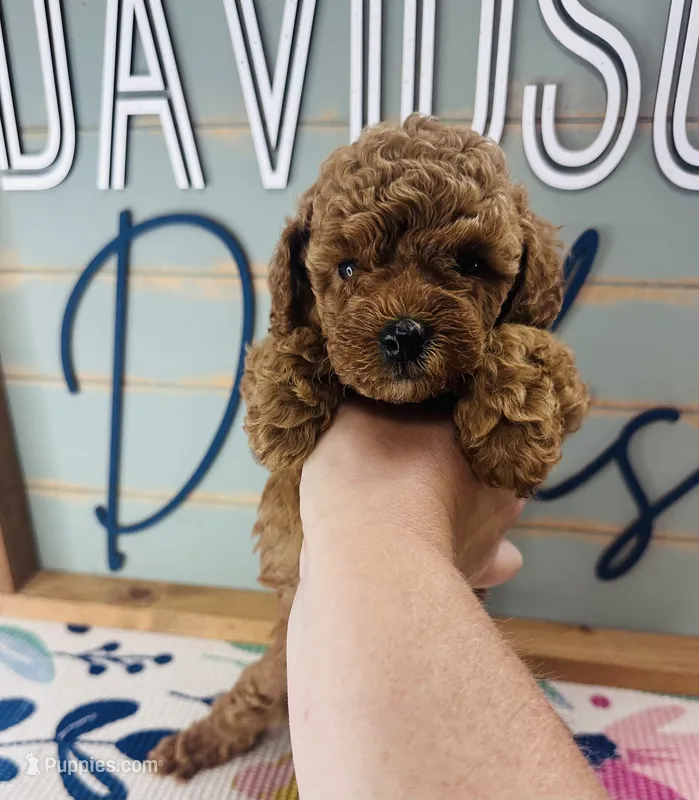 Frenchie – Poodle - Miniature  puppy for sale in Bogata, TX