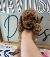 Frenchie, a female Poodle - Miniature  for sale in Bogata, TX – 1 of 4