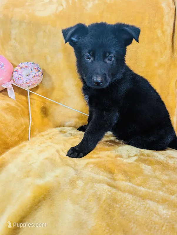 Black Female White Chest – German Shepherd Dog puppy for sale in Bogata, TX