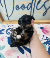 Skittle, a male Miniature Schnauzer and Poodle - Miniature  for sale in Bogata, TX – 3 of 7