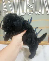 Buzz, a male Goldendoodle for sale in Bogata, TX – 8 of 9