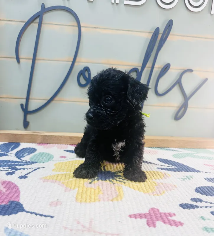 Batman – Yorkipoo puppy for sale in Bogata, TX
