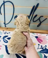 Ruffles, a male Miniature Schnauzer and Poodle - Miniature  for sale in Bogata, TX – 2 of 7