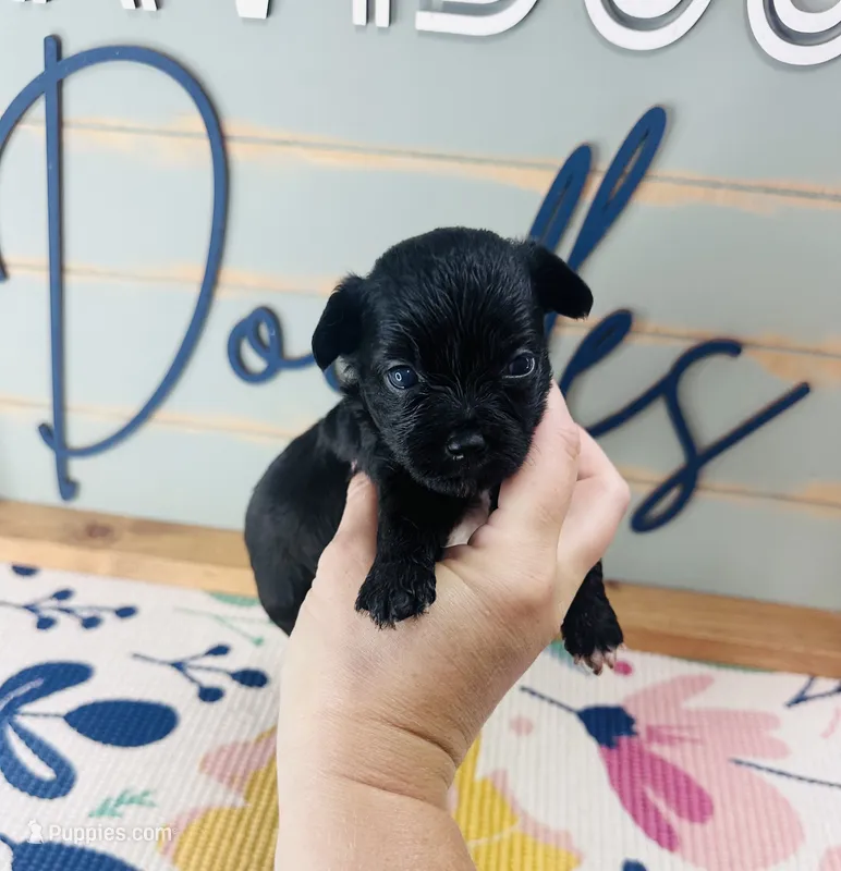 Cookie – Yorkipoo puppy for sale in Bogata, TX