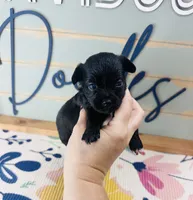 Cookie, a female Yorkipoo for sale in Bogata, TX – 1 of 5