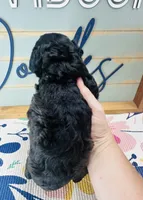 Hershey, a female Miniature Schnauzer and Poodle - Miniature  for sale in Bogata, TX – 2 of 6