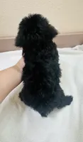 Puffin, a male Yorkipoo for sale in Bogata, TX – 7 of 9