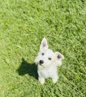 Ruffles, a male Miniature Schnauzer and Poodle - Miniature  for sale in Bogata, TX – 7 of 7
