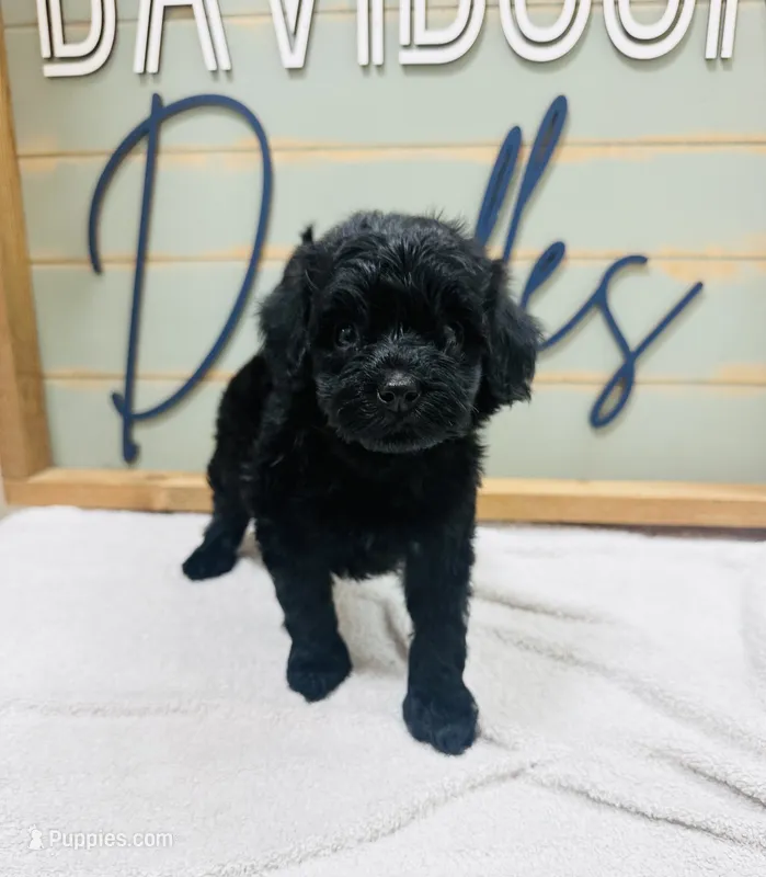 Bullseye  – Goldendoodle puppy for sale in Bogata, TX