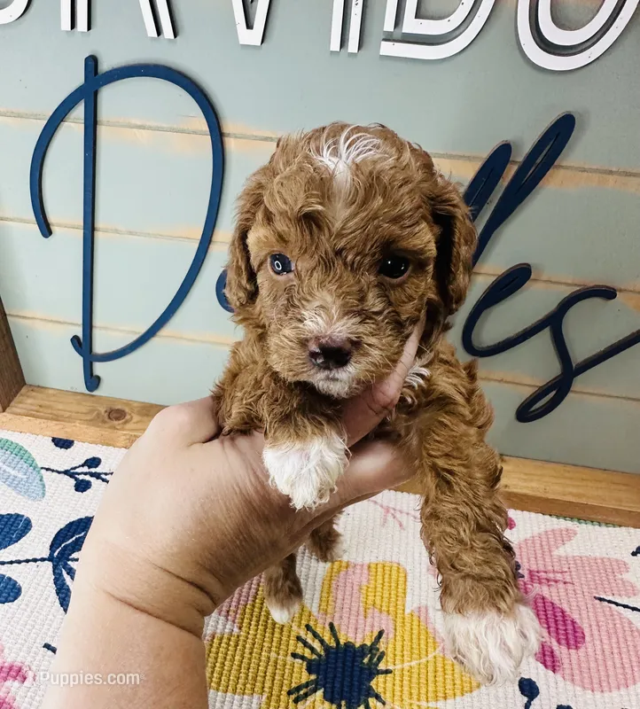 Bo-Peep – Goldendoodle puppy for sale in Bogata, TX