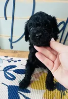 Rex, a male Goldendoodle for sale in Bogata, TX – 2 of 8