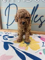 Spud, a male Poodle - Miniature  for sale in Bogata, TX – 1 of 5