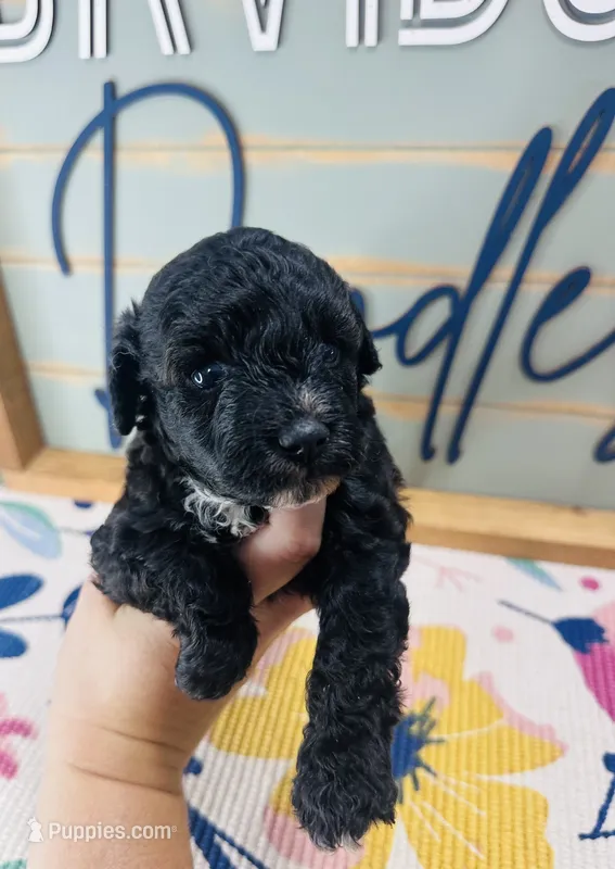 Hershey – Miniature Schnauzer, Poodle - Miniature  puppy for sale in Bogata, TX