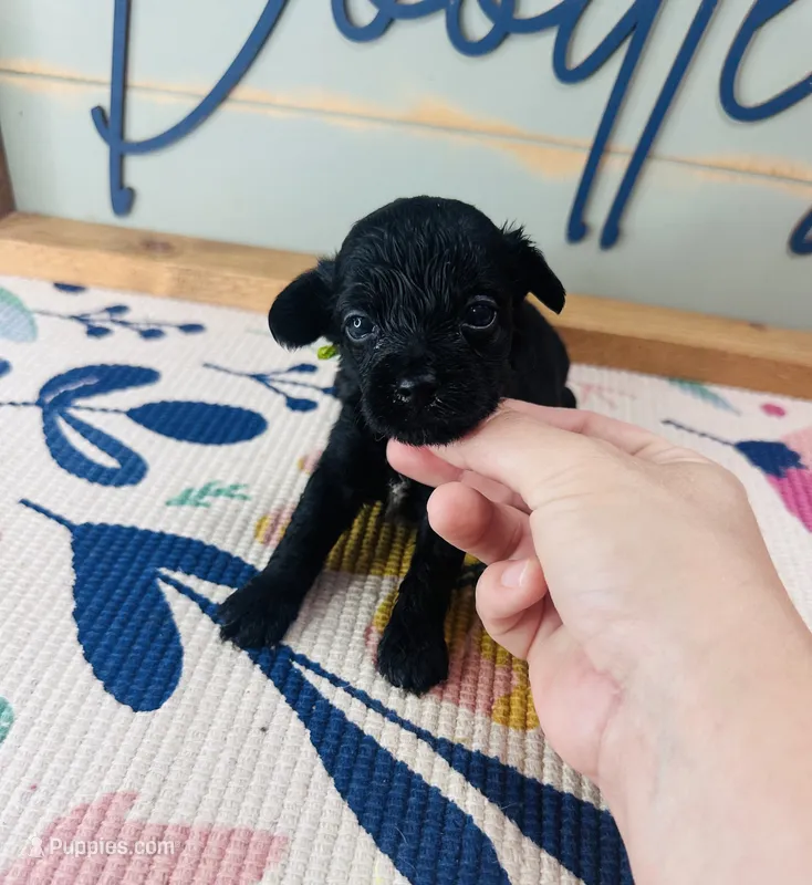 Batman – Yorkipoo puppy for sale in Bogata, TX