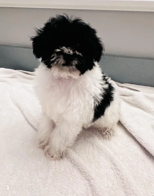 Conway – Schnoodle puppy for sale in Bogata, TX