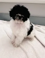 Conway, a male Schnoodle for sale in Bogata, TX – Photo 1 of 10