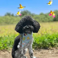 Conway, a male Schnoodle for sale in Bogata, TX – Photo 4 of 10