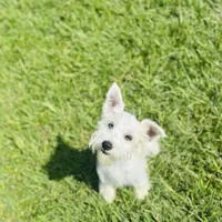 Conway, a male Schnoodle for sale in Bogata, TX – Photo 7 of 10