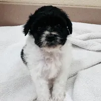 Conway, a male Schnoodle for sale in Bogata, TX – Photo 2 of 10