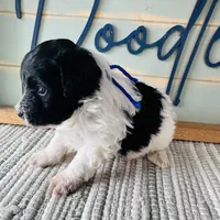 Conway, a male Schnoodle for sale in Bogata, TX – Photo 5 of 10