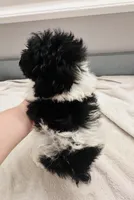 Conway, a male Schnoodle for sale in Bogata, TX – Photo 10 of 10