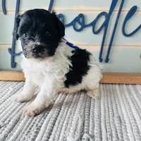 Conway, a male Schnoodle for sale in Bogata, TX – Photo 3 of 10