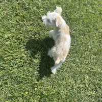 Conway, a male Schnoodle for sale in Bogata, TX – Photo 8 of 10