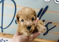 Woody, a male Goldendoodle for sale in Bogata, TX – 5 of 8