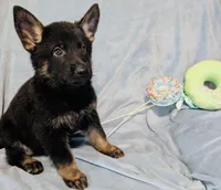 1st Black and Tan Male, a male German Shepherd Dog for sale in Bogata, TX – 1 of 3