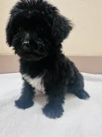 Puffin, a male Yorkipoo for sale in Bogata, TX – 9 of 9
