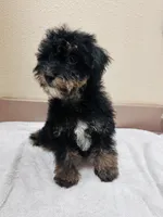 Skittle, a male Miniature Schnauzer and Poodle - Miniature  for sale in Bogata, TX – 10 of 10