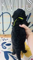 Rex, a male Goldendoodle for sale in Bogata, TX – 4 of 8