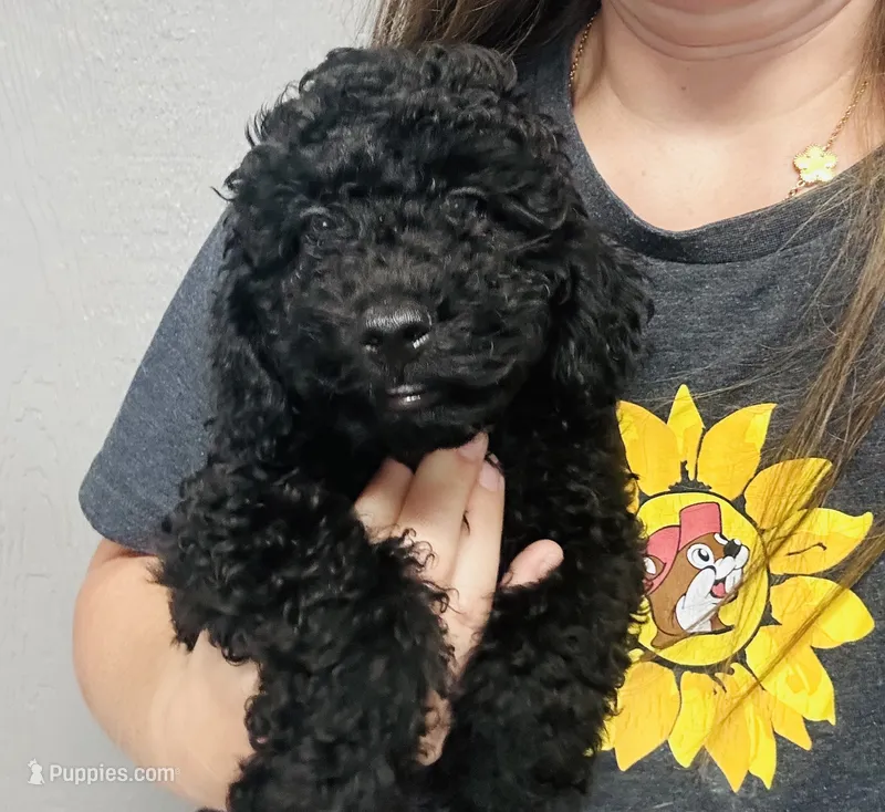Bear  – Poodle - Toy  puppy for sale in Bogata, TX