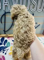 Ruffles, a male Miniature Schnauzer and Poodle - Miniature  for sale in Bogata, TX – 9 of 9