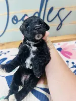 Hershey, a female Miniature Schnauzer and Poodle - Miniature  for sale in Bogata, TX – 3 of 6