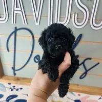Hamm, a male Goldendoodle for sale in Bogata, TX – 5 of 7
