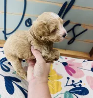 Ruffles, a male Miniature Schnauzer and Poodle - Miniature  for sale in Bogata, TX – 4 of 7
