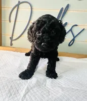 Bear , a male Poodle - Toy  for sale in Bogata, TX – 1 of 10