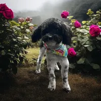 Bear , a male Poodle - Toy  for sale in Bogata, TX – Photo 5 of 8