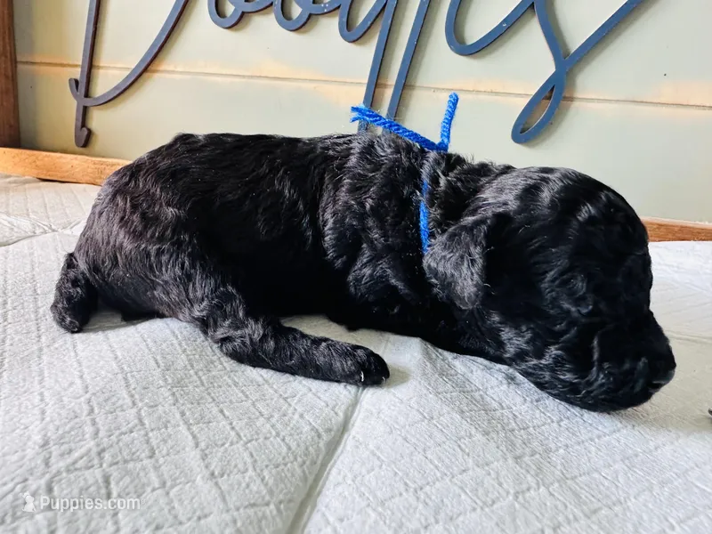 Bear  – Poodle - Toy  puppy for sale in Bogata, TX